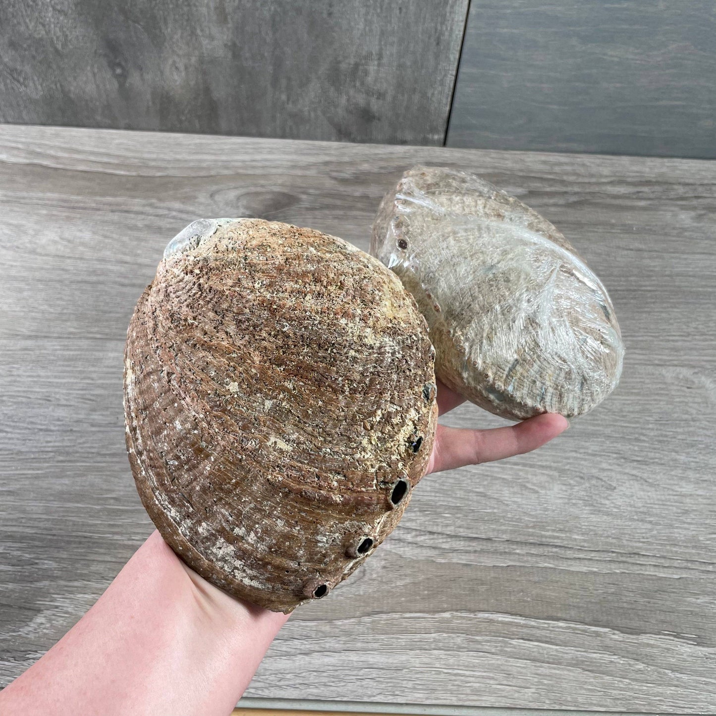 Abalone Shell