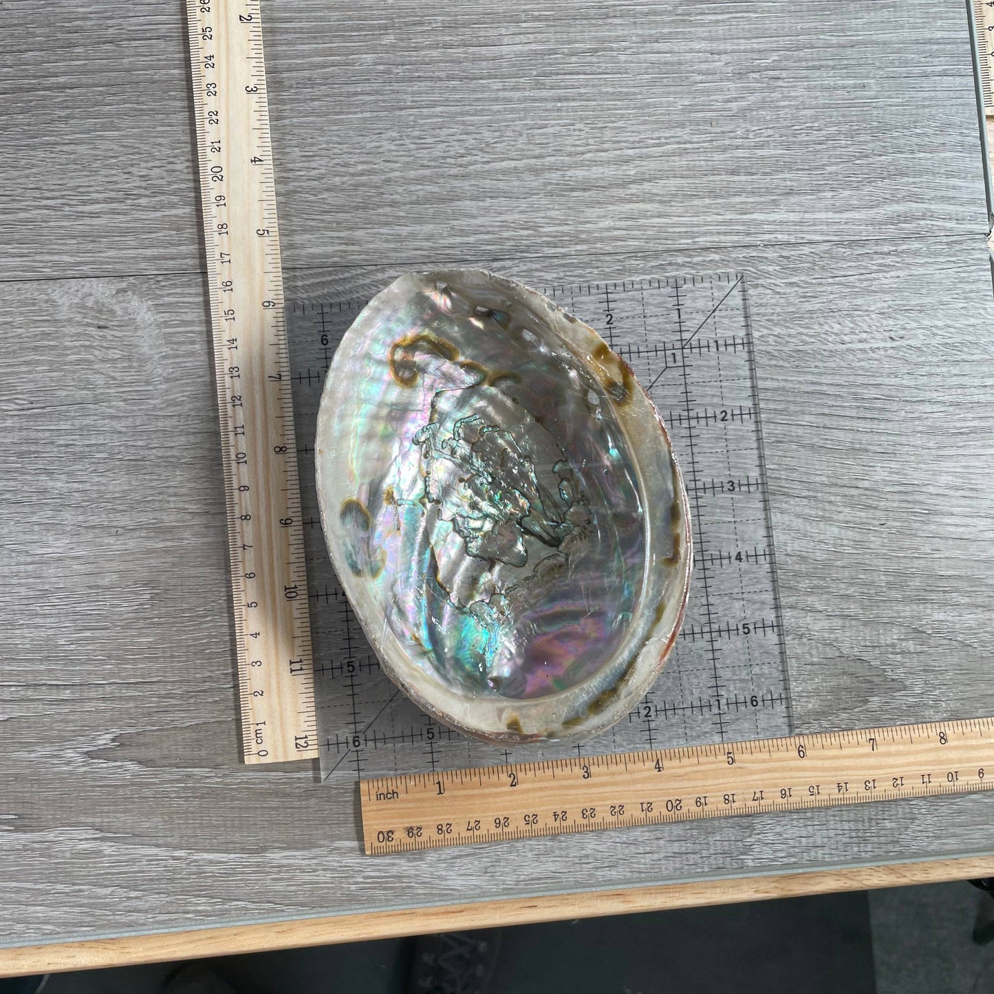 Abalone Shell