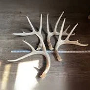 Authentic Antler Horn Decor